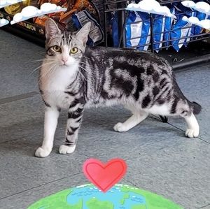 Meet your Posher, Cirilo